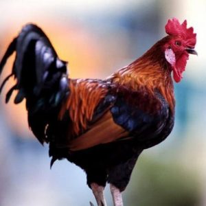 Organic Desi Chicken